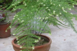 文竹什么时候开花 文竹开花意味着什么