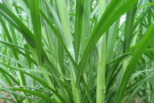 撒种子的蒜苗怎么播种 蒜苗籽什么时候种