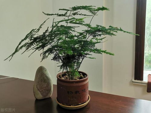 文竹的寓意兆头 文竹寓意和象征的由来