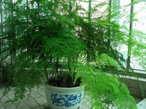 文竹的寓意和象征风水 文竹最忌讳的三个地方