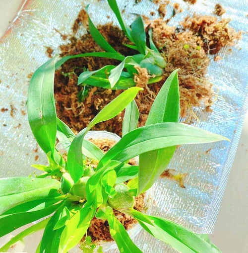 文心兰用水苔还是树皮种 文心兰最好的植料配方
