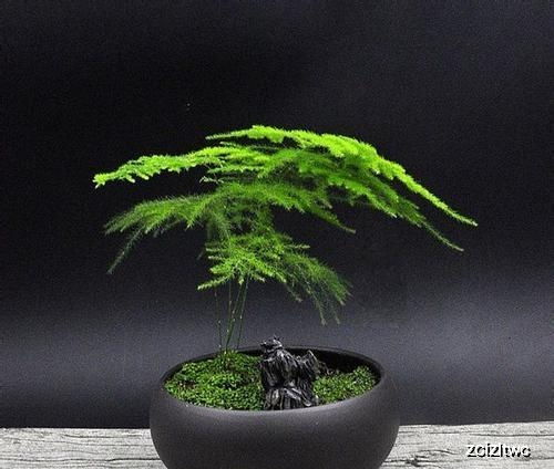 文竹不长新芽怎么办 如何让文竹从根部发芽