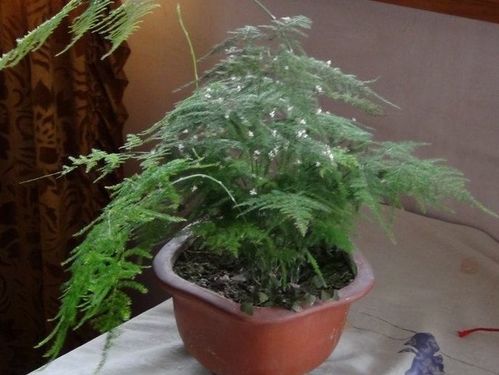 文竹的风水寓意和禁忌 文竹最忌讳的三个地方