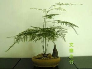 文竹疯长,枝条太长怎么办 如何处理文竹的枝条过长