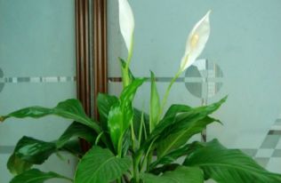 文心兰夏天把叶片剪掉 文心兰的叶尖变黄是什么原因