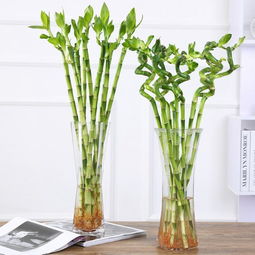 文竹枝条疯长怎么修剪 文竹的养殖方法和修剪