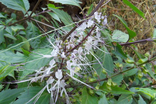 断肠草的神奇功效 断肠草吃了多久死亡