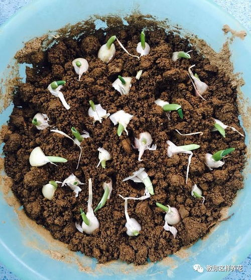 撒菜种子的步骤 撒种子的方法和技巧