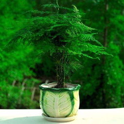 文竹一般寓意着什么 文竹摆放的注意事项