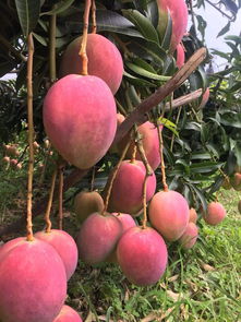 攀枝花芒果口感排名 攀枝花青芒果怎么算熟