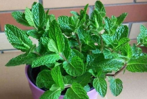 新鲜的淘米水可以浇薄荷吗 薄荷可以浇淘米水吗