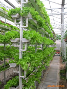 无土栽培的三种类型 无土栽培一亩投入多少