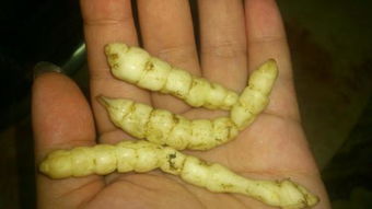 新鲜的冬虫夏草怎么吃 新鲜冬虫夏草与干的有什么区别