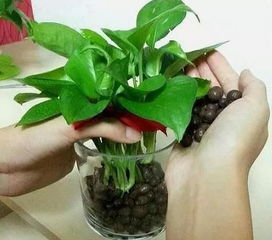 新手适合养的10种花 适合穷人没本钱的种植
