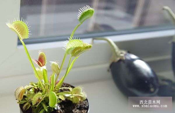 新手养捕蝇草注意什么 捕蝇草在家里禁忌