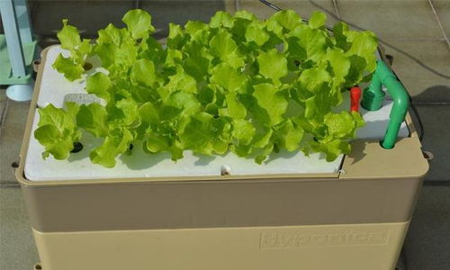 无土种菜最简单的方法 家庭无土种植蔬菜