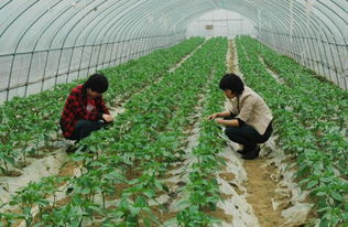 新手种大棚适合种什么 适合穷人没本钱的种植