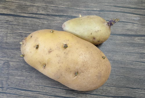 新鲜土豆为什么绿皮 绿皮土豆怎么处理才能吃