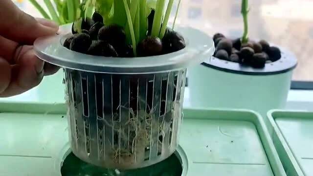 无土栽培的三种方式 水上无土种植蔬菜