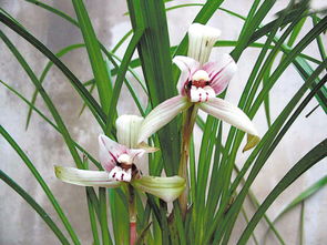 新手养兰花的禁忌 家里千万不能养兰花