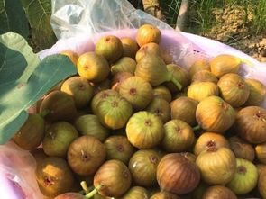 无花果怎么晒干步骤 无花果蒸几分钟晒干