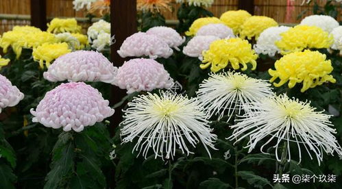 日本的国花是啥 中国正式宣布的国花