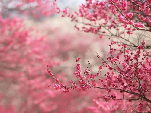 日本国花到底是菊花还是樱花 日本官方承认的国花