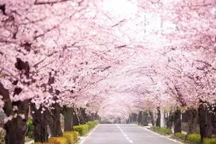 日本樱花最佳观赏时间 日本四大岛樱花开放顺序