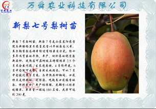 早熟梨最新品种介绍 早熟梨哪个品种最好