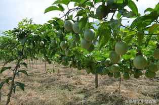 无花果浇水的正确方法 无花果树多浇水还是少浇水