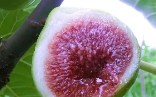 无花果一果一尸 每天吃无花果肿瘤小了