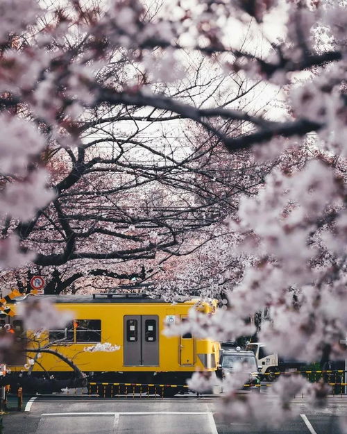日本樱花花期 日本九月中旬有樱花吗