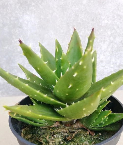 无根芦荟扦插几天能生根 芦荟没根能直接插土里能活吗