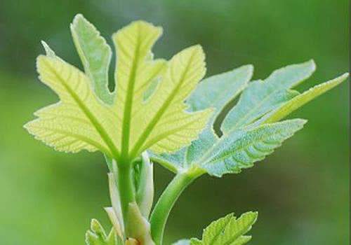 无花果叶子熏洗的禁忌 无花果煮水熏肛门孕妇能用吗