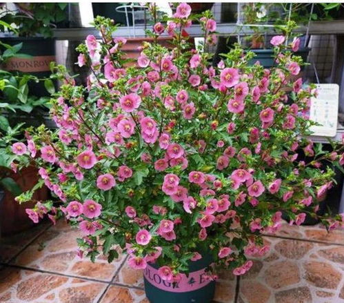 旺宅又旺财的4种花 镇宅最吉利的三种花
