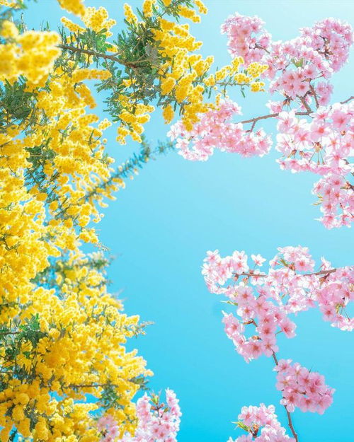 春天什么花开放 春天最具代表性的花