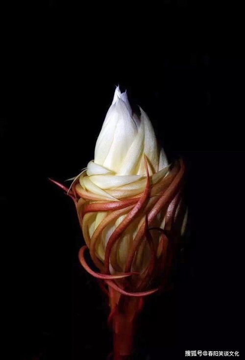 昙花的经典句子 昙花一现的金句