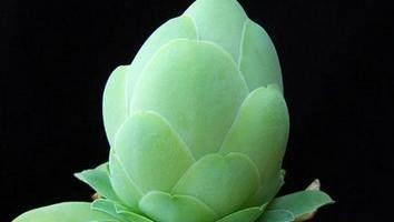 旺财十大多肉 十种最旺家庭的多肉