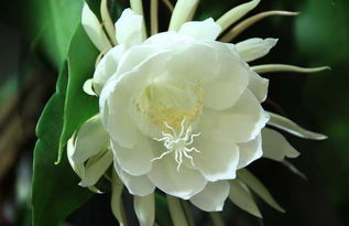 昙花开风水代表什么预兆 看见昙花开了有什么预兆