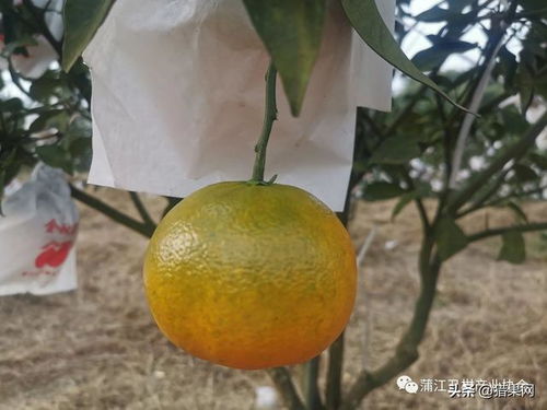 明日见几月份开始裂果 明日见怎样才不会裂果