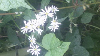 春天开的花有哪些花名 春天开放的十种花