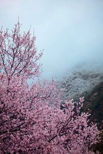 春天的代表花 什么花是春天的象征