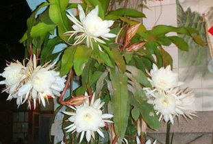 昙花女人吃了有什么好处 吃昙花对肿瘤有好处吗