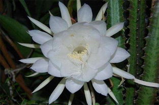 昙花和仙人掌花的区别 为什么仙人球开花像昙花