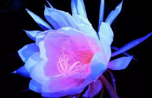 昙花一现唯美句子 昙花一现的金句