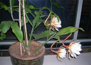 昙花养在家里吉利吗 昙花在风水里表示什么