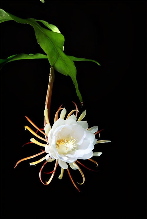 昙花一现可以形容人吗 昙花一现讽刺了什么