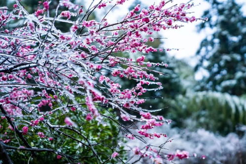 春夏秋冬四季的花有哪些 四个季节各开什么花