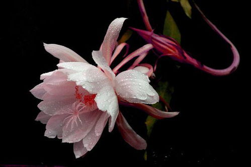 昙花七绝古诗 昙花诗10首