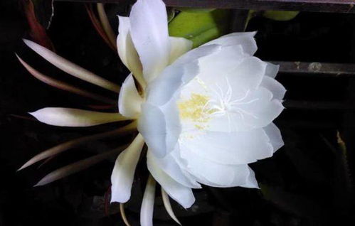 昙花多久开一次花 昙花为什么被称为鬼花